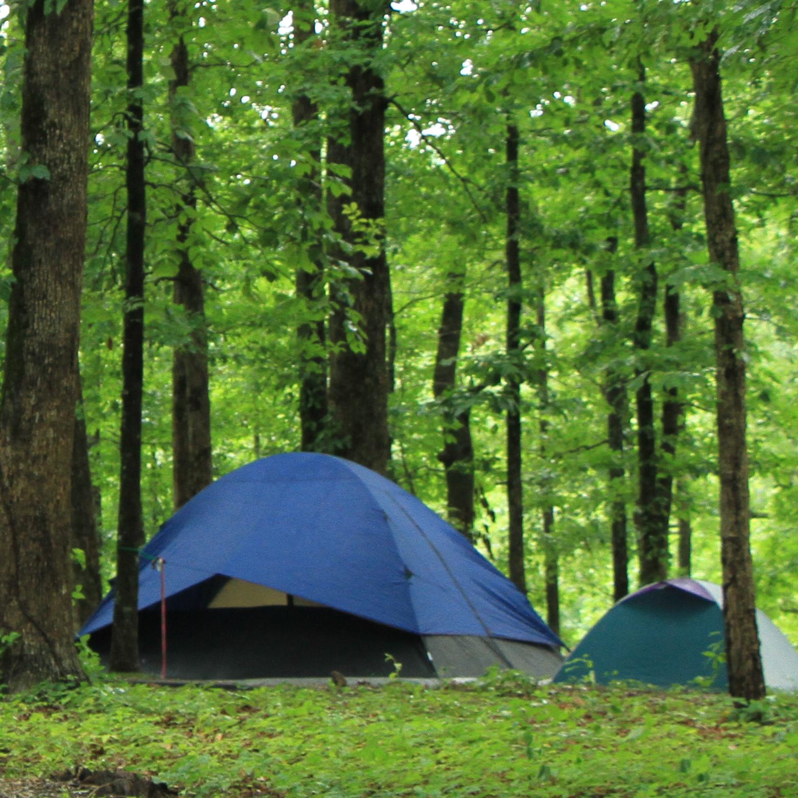 two blue tents are set up surrounded by grass and green leaves of the trees.