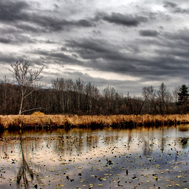 Dark clouds reflect in still water with lily pads.