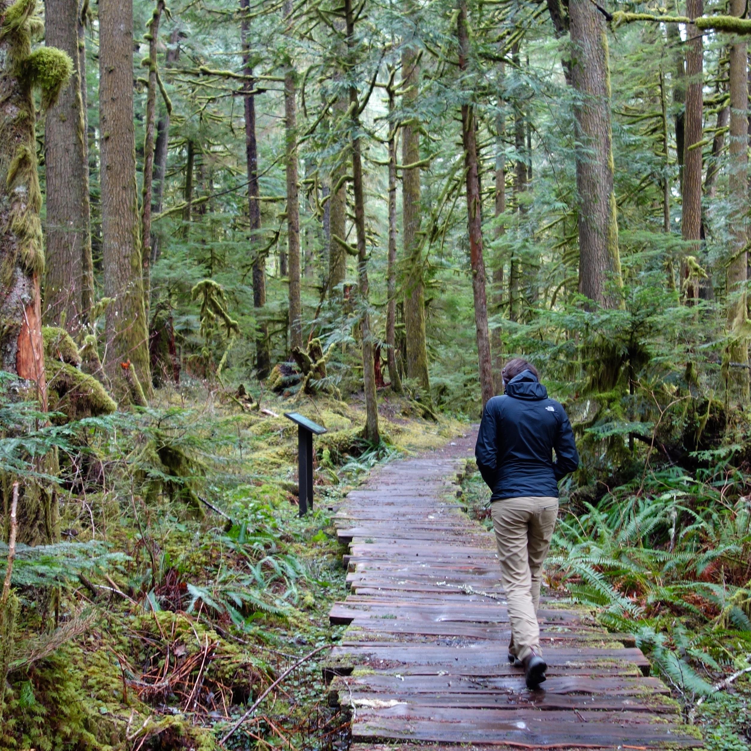 A person in a raincoat walks down a boardwalk trail surrounded by dense rainforest.