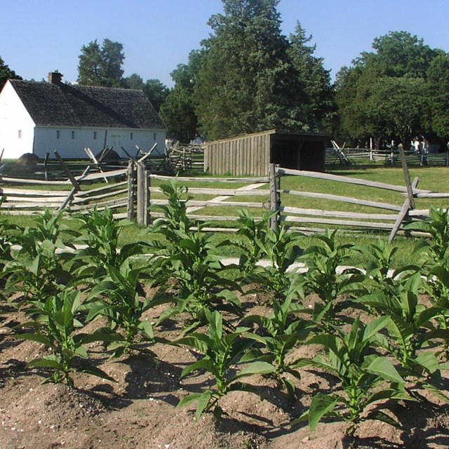 Row crops planted in front of a wooden rail fence. 