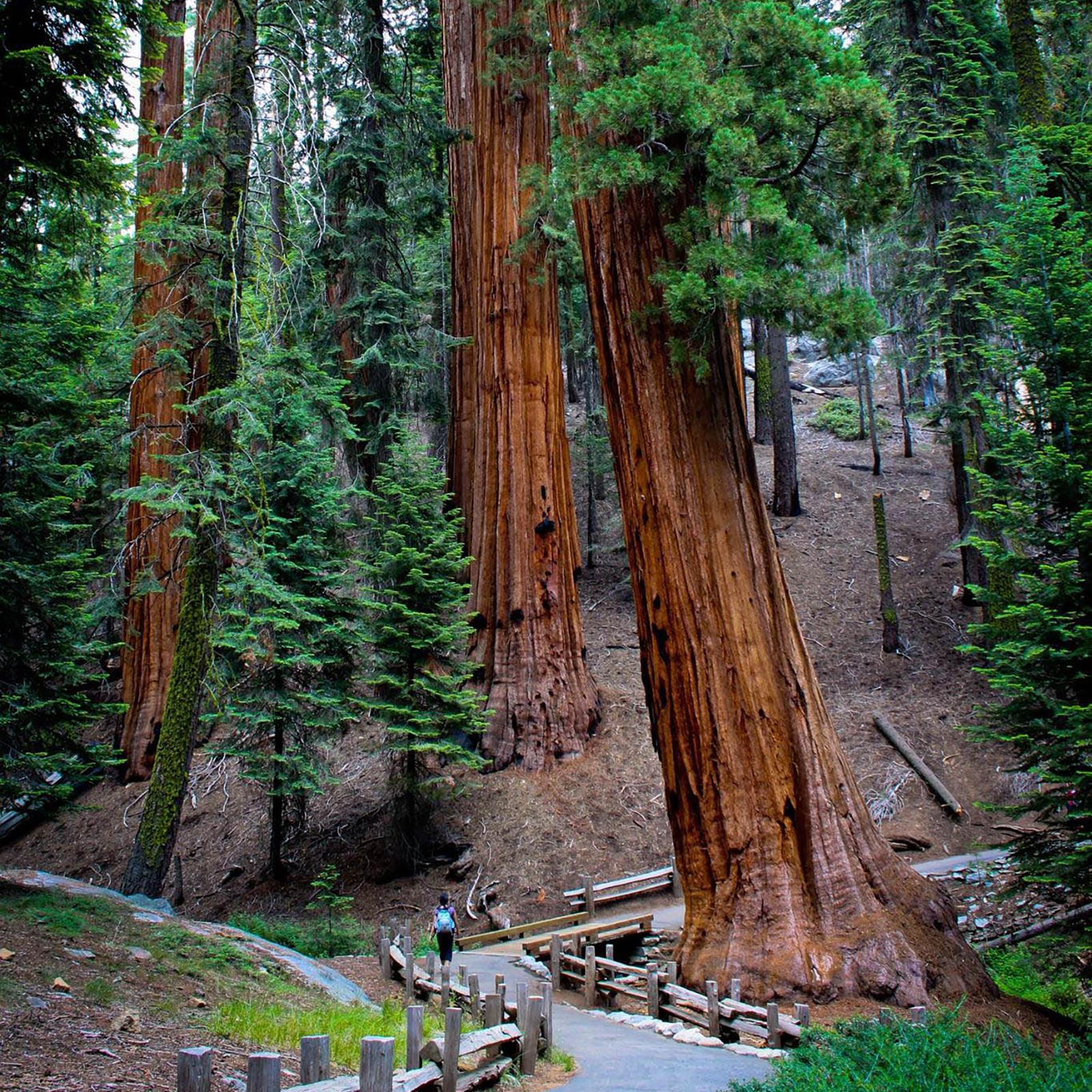 A hiker travels along a park trail. Image by Tuan Nguyen.