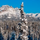 snowy landscape of forest and mountains under a bright blue sky