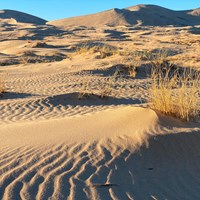 Ripples and vegetation in the sand during evening light