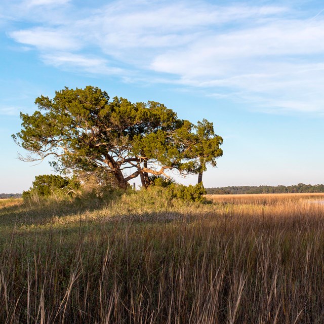 a tree at sunrise growing on a lone island in the salt marsh blue sky behind