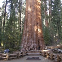 The General Sherman Tree. NPS Photo