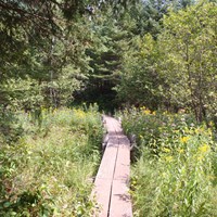 Wildflowers surround a plank bridge a part of a trail in the forest. 