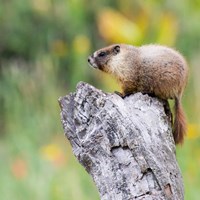 Marmot. Photo by Donald Quintana