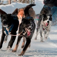 a team of dogs pulling a sled
