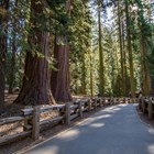 The paved Sherman Tree Trail surrounded by giant sequoias. Photo by Alison Taggart-Barone.