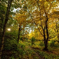 A trail weaves through a forest during the fall as the sun peaks through the trees. 