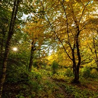 A trail weaves through a forest during the fall as the sun peaks through the trees.