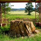 A massive petrified redwood tree stump in the stump shelter outdoor exhibit area