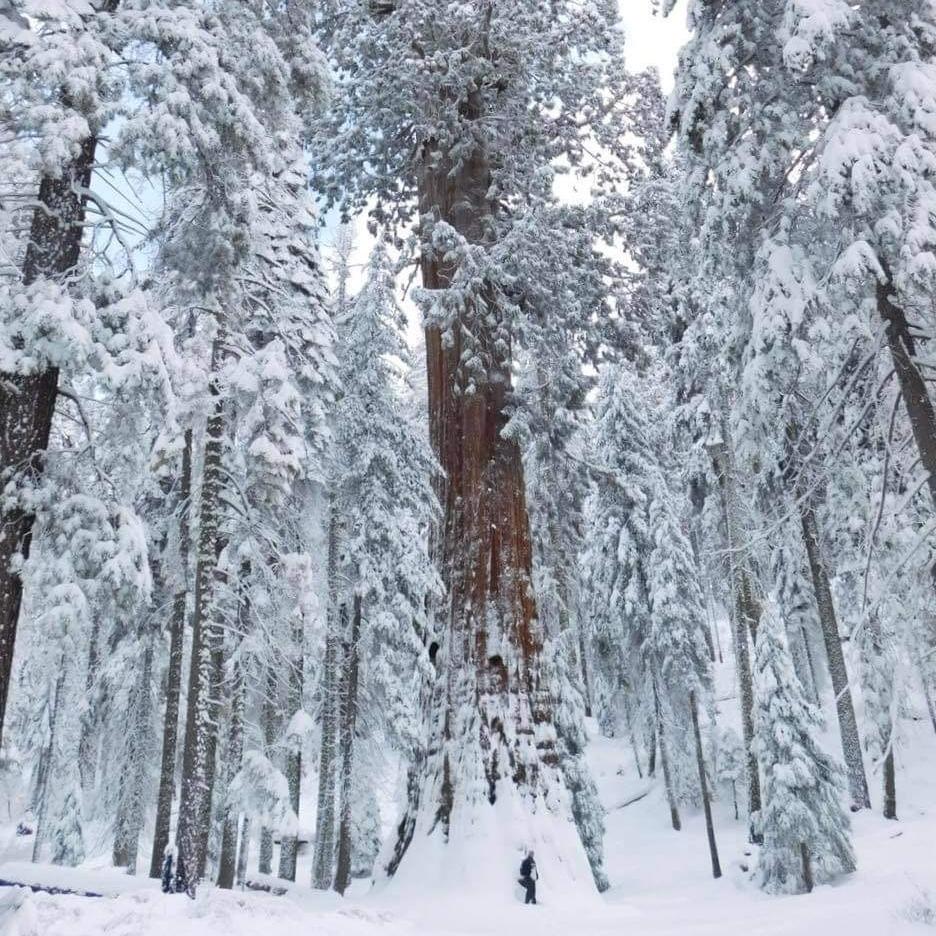 A person is dwarfed under an immense sequoia tree. The ground and tree branches are covered in snow.