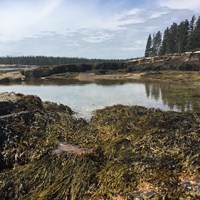 View from a tide pool of surrounding water and forest