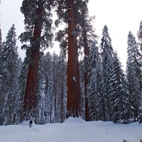 A hiker heads through snow toward sequoia trees