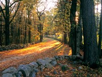 Dirt road bordered by stone walls running through a wooded landscape in autumn colors