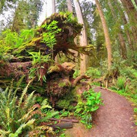 A Short Walk in the Northern Part of the Redwoods