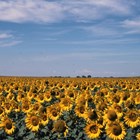 A field of sunflowers stretches to the horizon