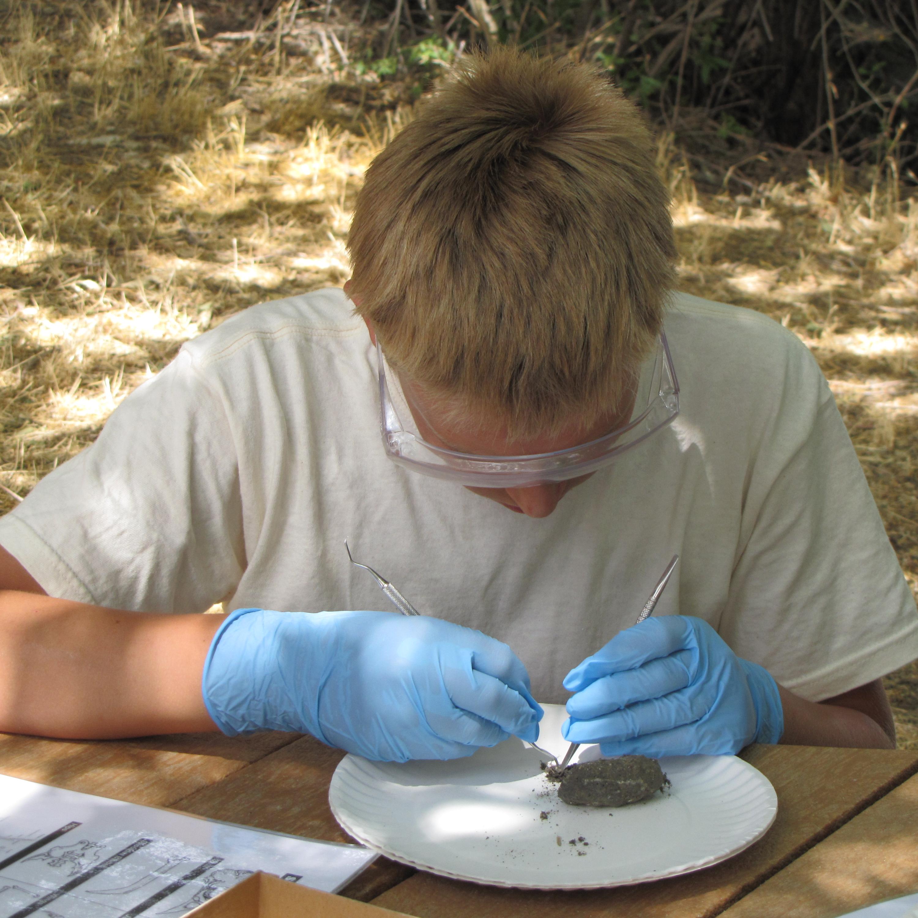 child dissecting owl pellet