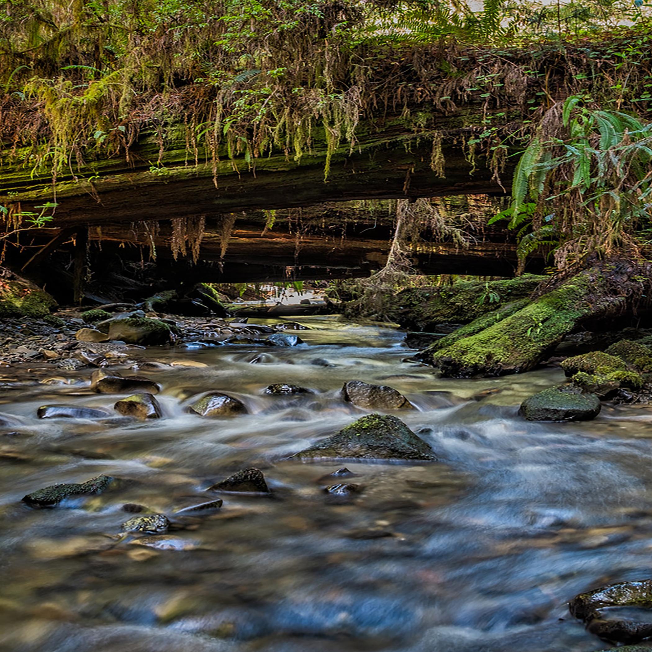 Looking for tall trees, a beautiful creek, and a perfect loop hike? This is it.
