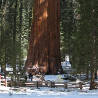 A sequoia tree towers over the forest and visitors