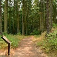 Color photograph of a dense forest with two visible waysides