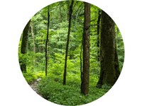 Forested trail surrounded lined by trees of varying sizes.