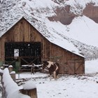 Three horses stand near barn in a snowy, wintery landscape.