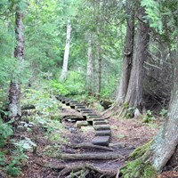 A boardwalk staircase a part of the trail in a forest.