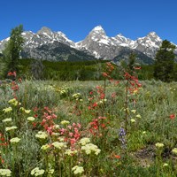 Wildflowers bloom in a meadow at the base of a mountain range.