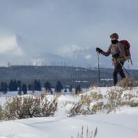 A solitary skier glides through fresh snow on Blacktail Plateau Ski Trail.