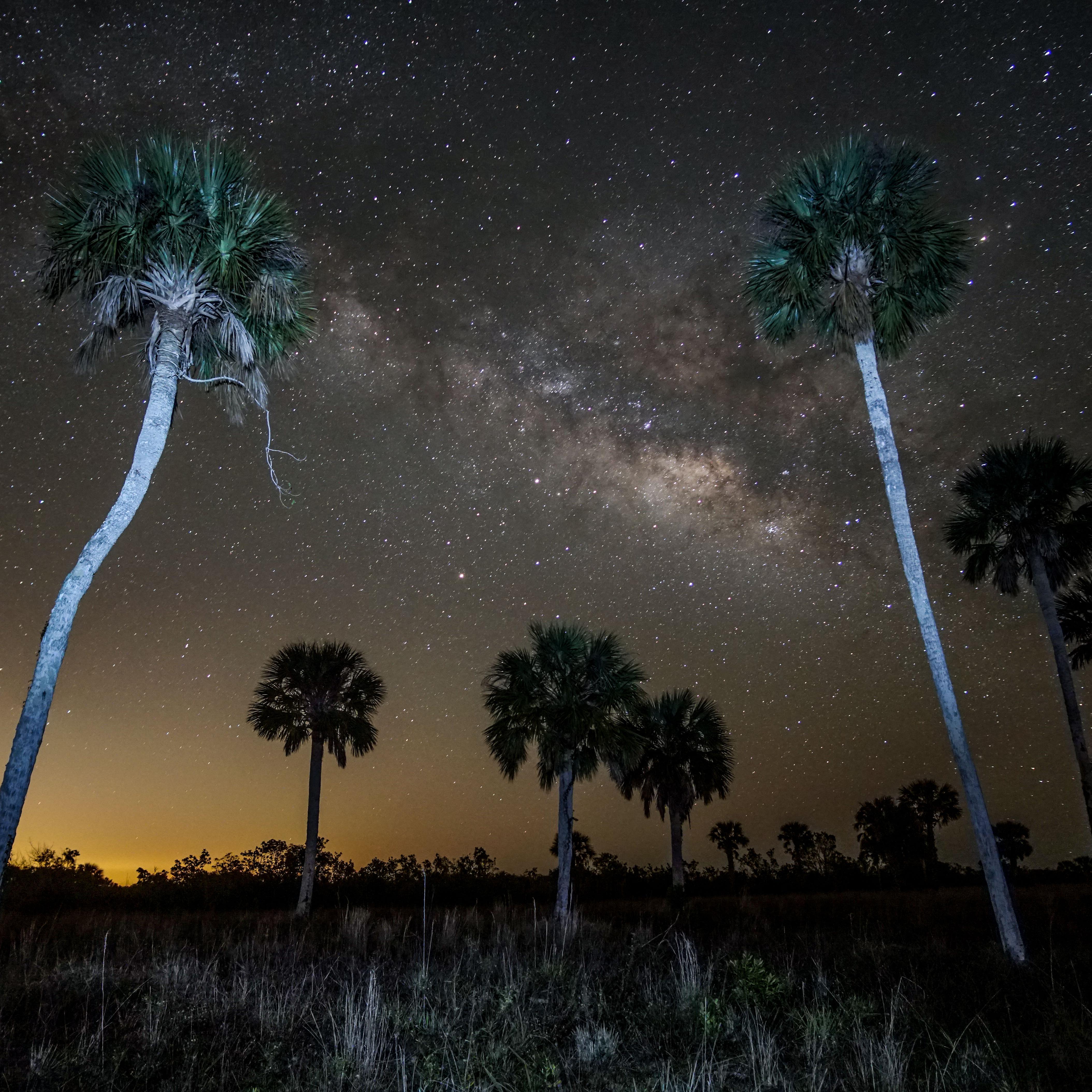 The milky way dominating a starry sky over palm trees.