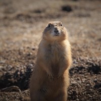 Prairie dog standing up outside of its burrow with the edges of the photo darkened.