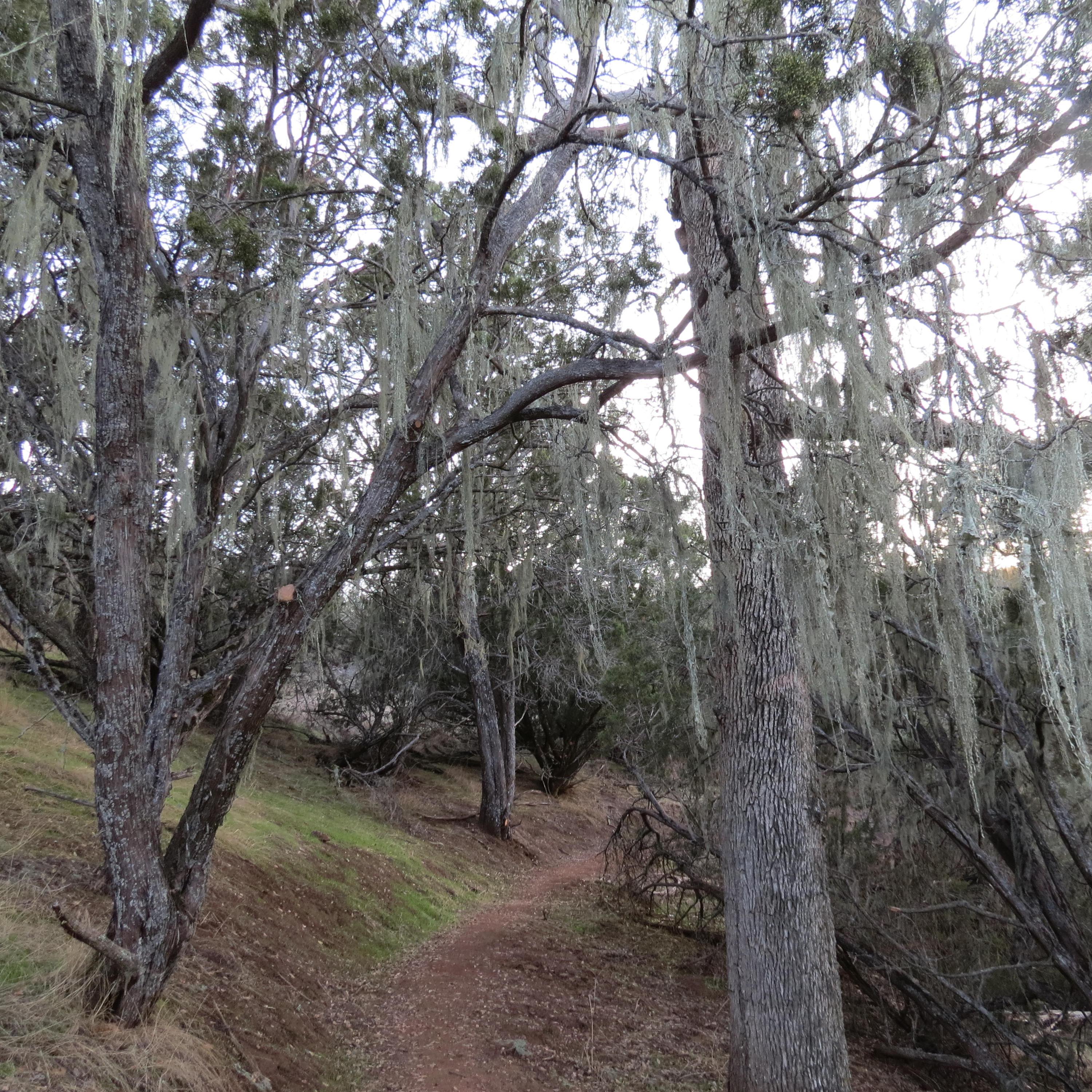 A view of a dirt trail leading through a grove of blue oaks drapped in moss