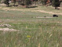 prairie grasses in the foreground, with prairie dogs and burrows in the middle ground