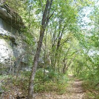 dirt path through forest with gray rock at left
