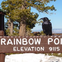 A raven sits atop a brown sign that says Rainbow Point Elevation 9115.