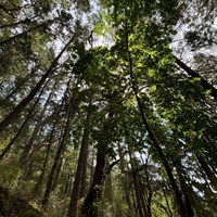Various tree species in a forest