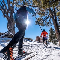 Two skiers ski amongst the trees.