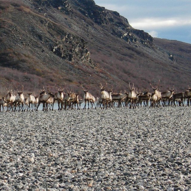 Large group of caribou lined up on rocky riverbank