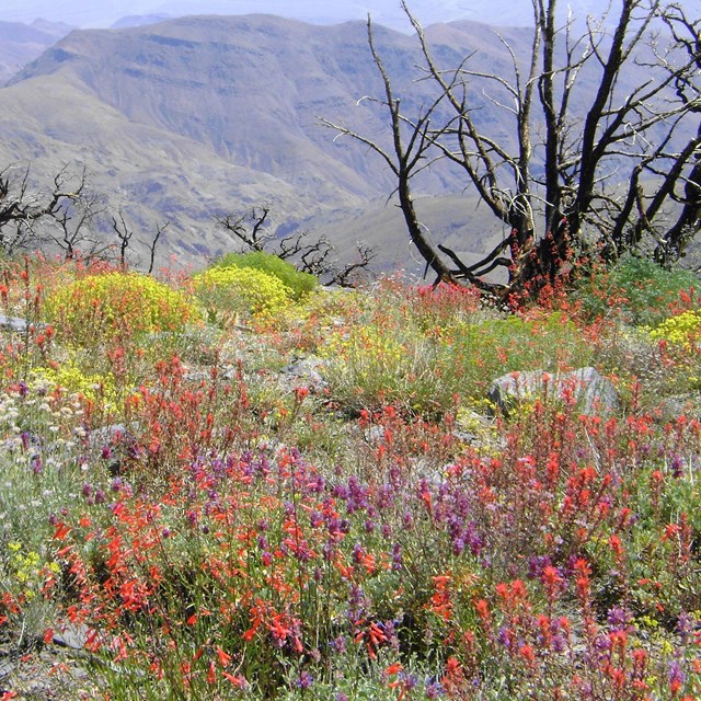 Colorful wildflowers dot a mountain landscape