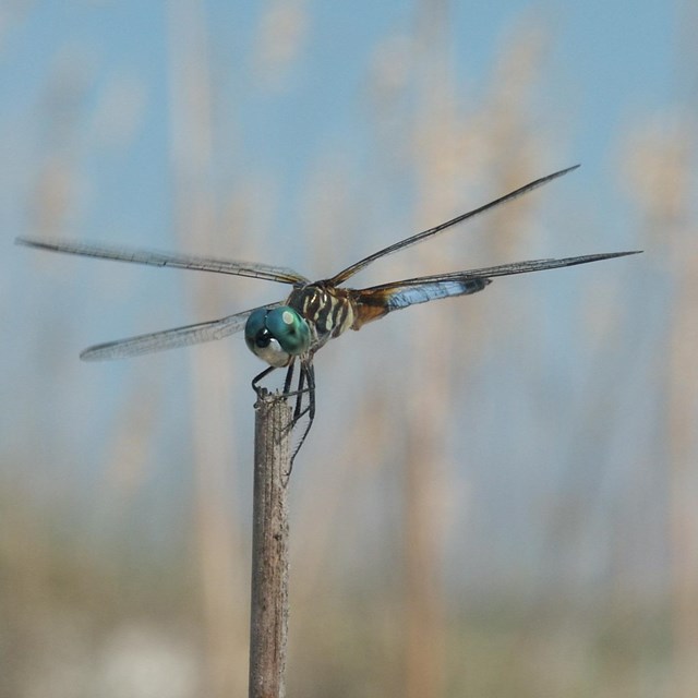 Blue-green dragonfly perched on a stem