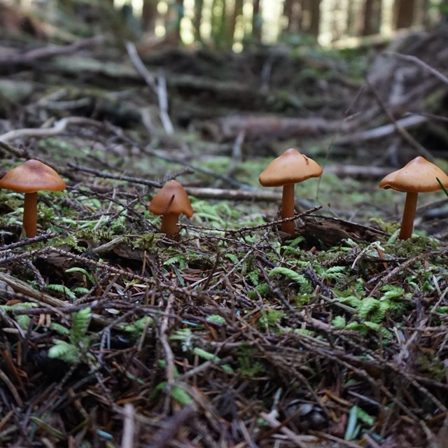 Small mushrooms lined in a row on the forest floor