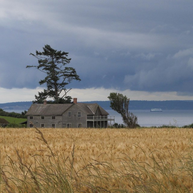 a weathered gray house viewed across a wheat fields with ocean in the background