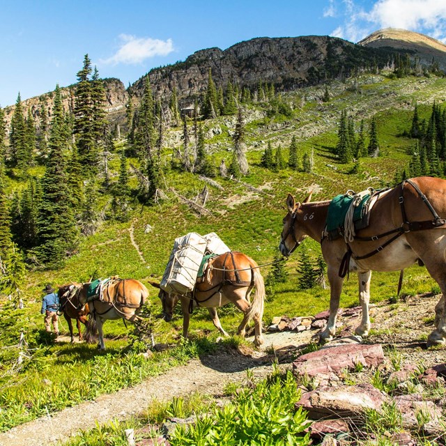 Pack horses being led through a mountain landscape