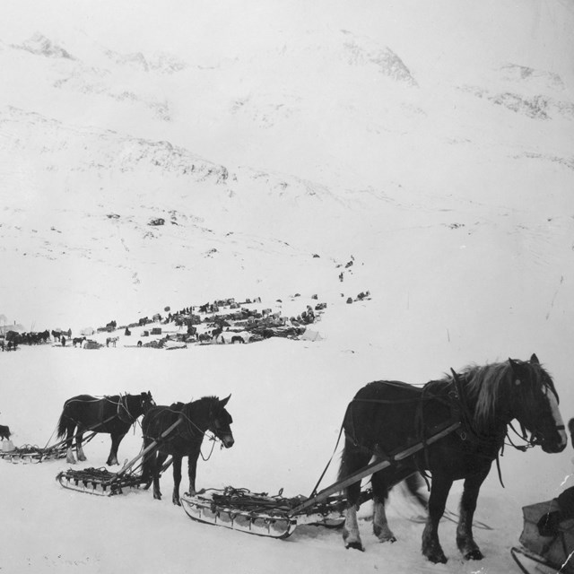 Historic photo of a line of pack horses transporting goods across snowy mountain landscape