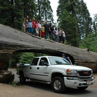 A truck drives through Tunnel Log, while a group of people pose for a photo above.