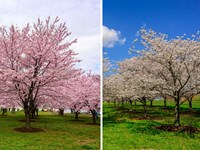 FOMC east cherry blossom grove (right) and west cherry blossom grove (left)