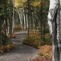 a trail leading through a forest of spruce and aspen trees