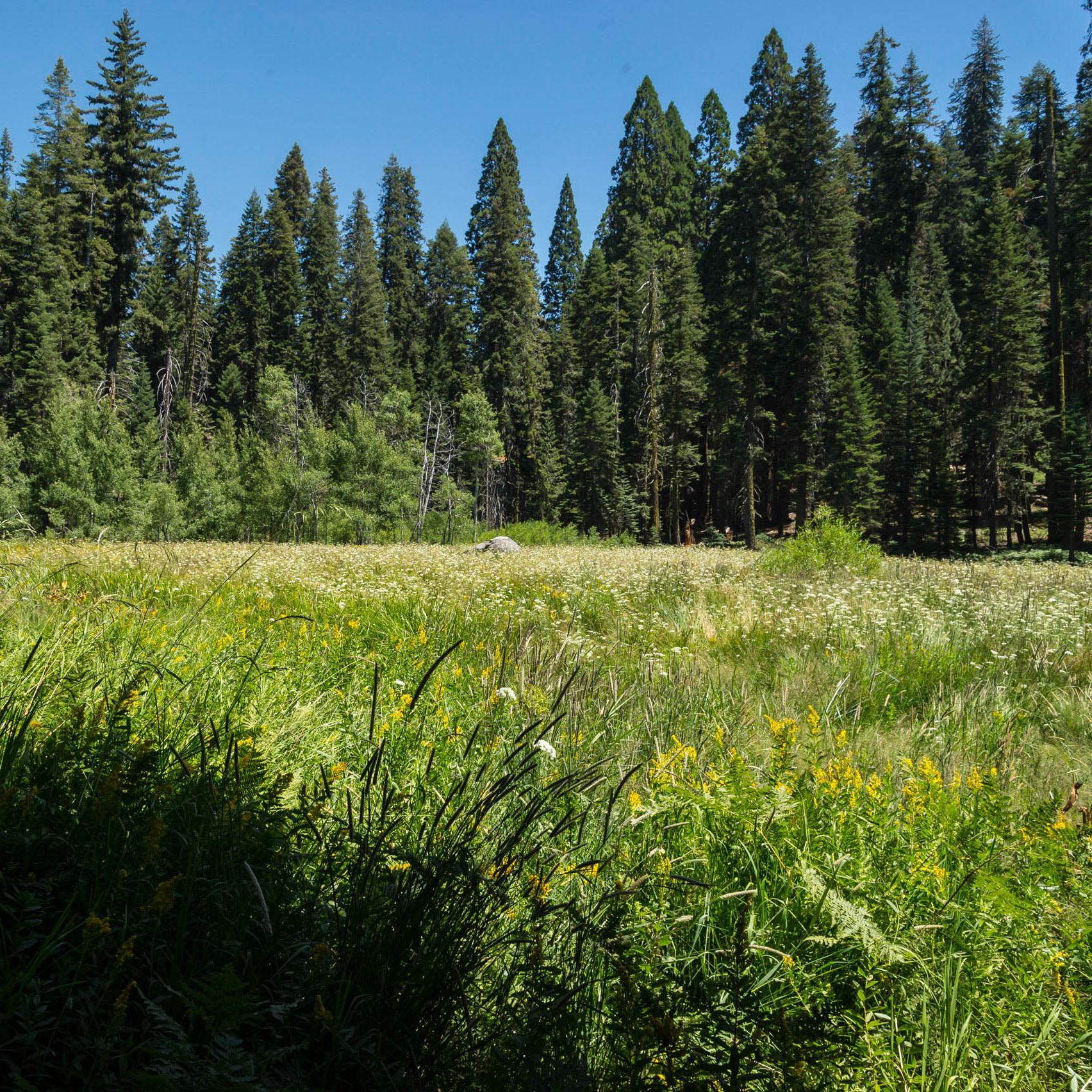 Crescent Meadow by Alison Taggart-Barone